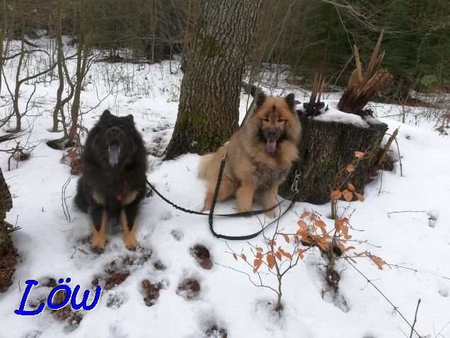 21.1.2021 - Zwei Hunde im Schnee 